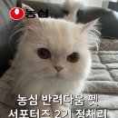 [농심 반려다움] 펫 서포터즈 2기 발대식 후기 및 반려다움 소개