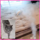 매트리스 고양이 오줌냄새제거 후기많은청소업체