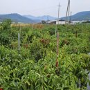 천주농장 이미지