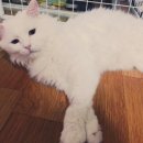 가온누리마켓 이미지