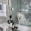 디알씨동물병원 | 강아지 출산증상 /강아지 출산준비물 / 화이트포메 출산후기