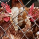 서영2농장 이미지