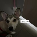 실외배변 강아지와 실외배변 주인 이미지