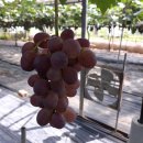 진호농장 이미지