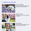 고반대 | 💸 강아지 훈련비용 솔직 후기｜초급부터 문제행동 교정까지 전부 공개