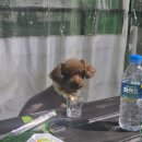 애견동반 멍멍아노올자 이미지