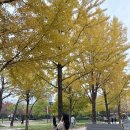 서울숲11 | 서울 단풍 명소 서울숲 단풍 구경 11월 실시간 다녀온 후기