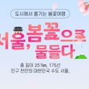 신월동175 | 서울시 선정 봄 꽃길 175선🌸 아이랑 가기 좋은 코스만 골랐어요 (강서·양천·안양천)