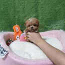 애견왕국 이미지