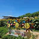 법수중학교 | [일상기록] 함안나들이 강주 해바라기축제 주차장 입장료 및 함안남원밥집 내돈내산 솔직후기