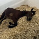 연충 | 헝가리 수의대 4학년 1학기 후기