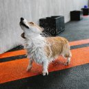 멍이냥이 이미지