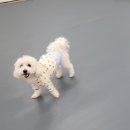 댕바이댕 | 울산애견유치원 애견호텔 옥상 놀이터 완비 댕바이댕 2번째 후기