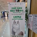 데이롱카페일산탄현점 | 고양이와 함께하는 힐링 카페 "캣플헤븐 일산탄현점" 방문 후기
