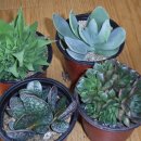 광영 농장 이미지