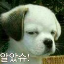 파트라슈 Daum카페