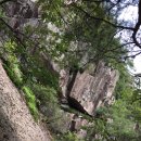 머루와 다래 이미지