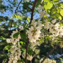 강빛사랑 이미지