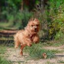 숲속의강아지 이미지