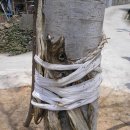 촌닭마을 이미지