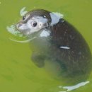 가마솥정육식당