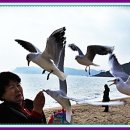 부산갈매기 이미지