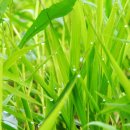 자연의 향기 | 휴대용 탈취제, 가성비 있는 상쾌한 자연의 향기