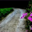 희망의 꽃밭에서 이미지