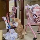 키튼히얼 고양이분양 김포본점 | 김포샴분양 반려묘 키튼히얼 선택한 이유