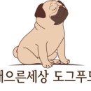 개으른세상 도그푸드 이미지
