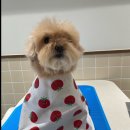 바나나동물병원 | [일산 반려견미용실 추천]바나나반려견미용실 | 말티푸 민들레 미용, 탄산스파 후기(귀여움 주의)