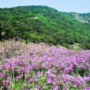 철쭉 꽃 피는 양산 천성산 이미지