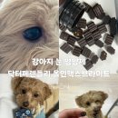브라이트 | 닥터페렌들리 올인맥스브라이트 후기｜강아지 눈 영양제, 뿌연 눈 관리 기록