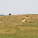 황금빛 가로수길 이미지