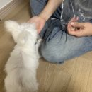 젤리펫살롱 with 아로마 이미지