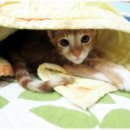 언니랑개 이미지