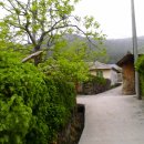 상만리 비자나무 이미지