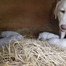 영광흑염소농장 이미지