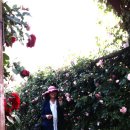 하이얀피아노 이미지