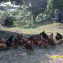 큰닭농장 이미지