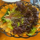 소나무풍경 | 용인 신갈동[소나무가있는풍경] 점심특선으로 먹은 백년초소갈비정식 후기 🥩