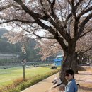 동백여자경로당 | [여수 순천 광양] 반려견과 여순광 다 돌아본 벚꽃 명소 후기 추천