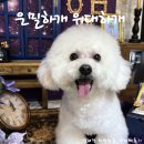리즈애견미용 | 세류동 은밀하개 위대하개 애견 위생미용 받고 미모 리즈 찍은 날