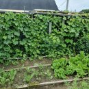 독불장군 이미지