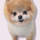 스위트왈왈 이미지