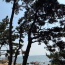 [울산] 주전 보밑항 피크닉장 (평상)