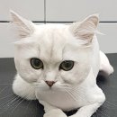 야옹아 멍멍해봐 탕정점 이미지