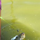 호암지낚시터 이미지