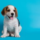 하얀강아지 이미지