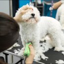 미래펫미용 이미지